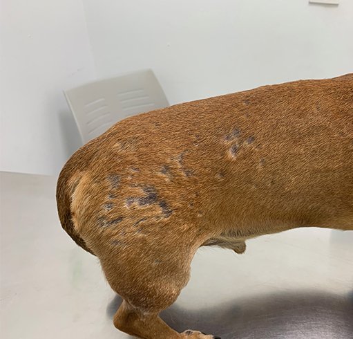 veterinaria dermatologa canina tenerife alopecia 1ok