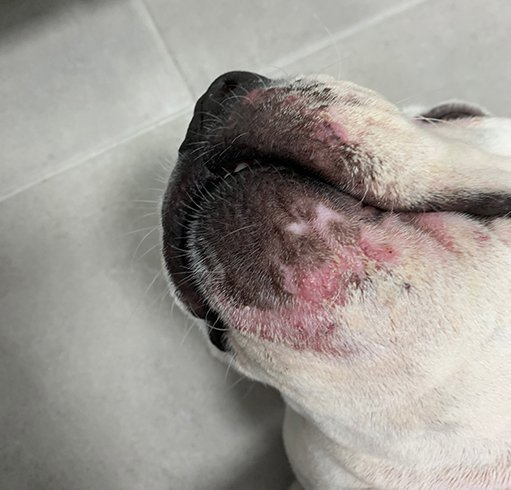 veterinaria dermatologa canina tenerife dermatitis boca 3 ok