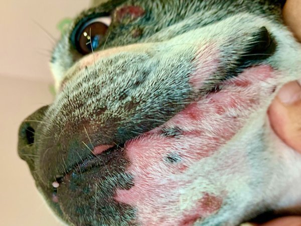 dermatologa canina tenerife pruebas dermatológicas inmediatas intrinsecas 1