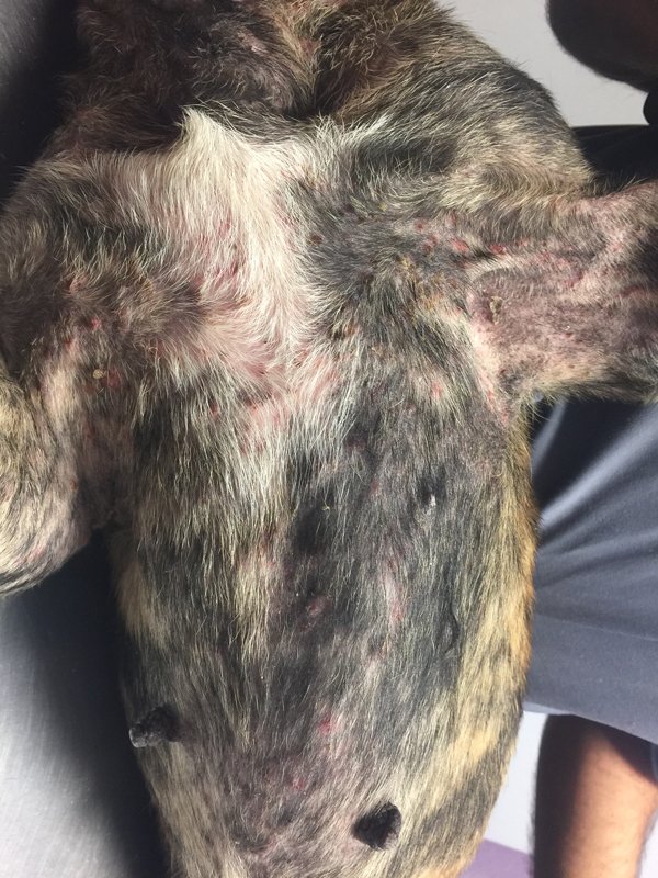 veterinaria dermatologa canina tenerife erupciones piel 6 scaled costras 2