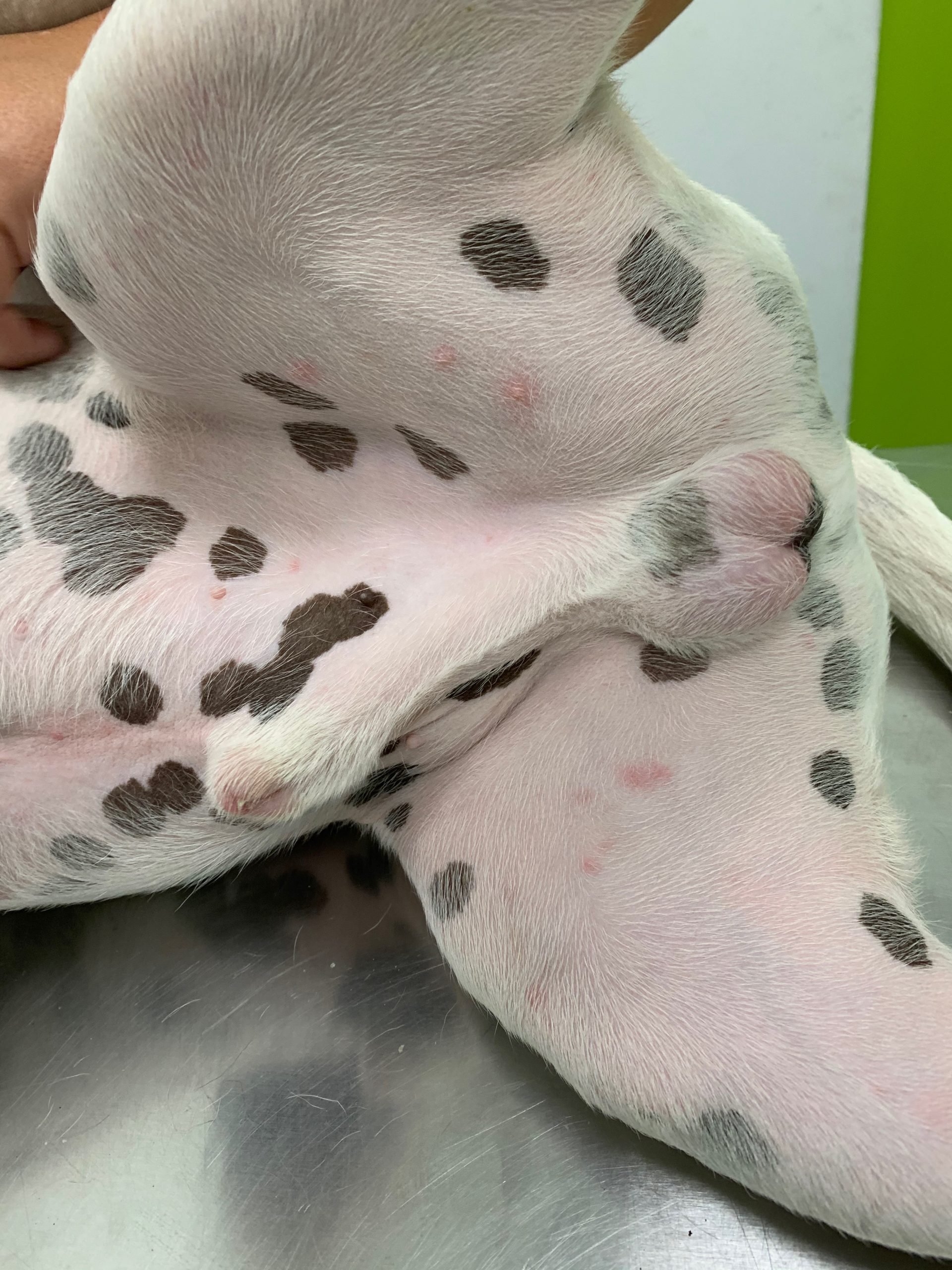veterinaria dermatologa canina tenerife erupciones piel 6 scaled
