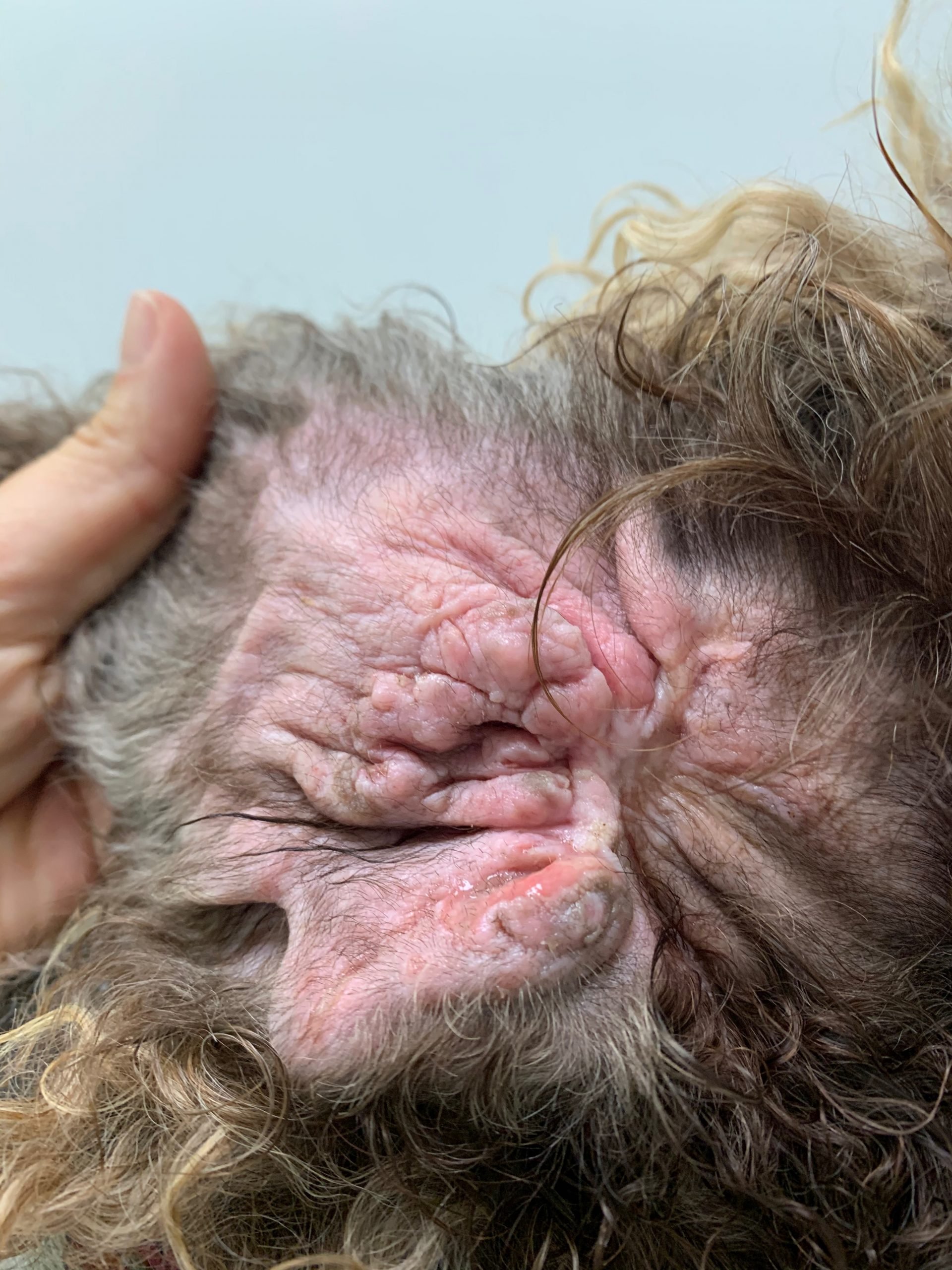 veterinaria dermatologa canina tenerife otitis 2 scaled