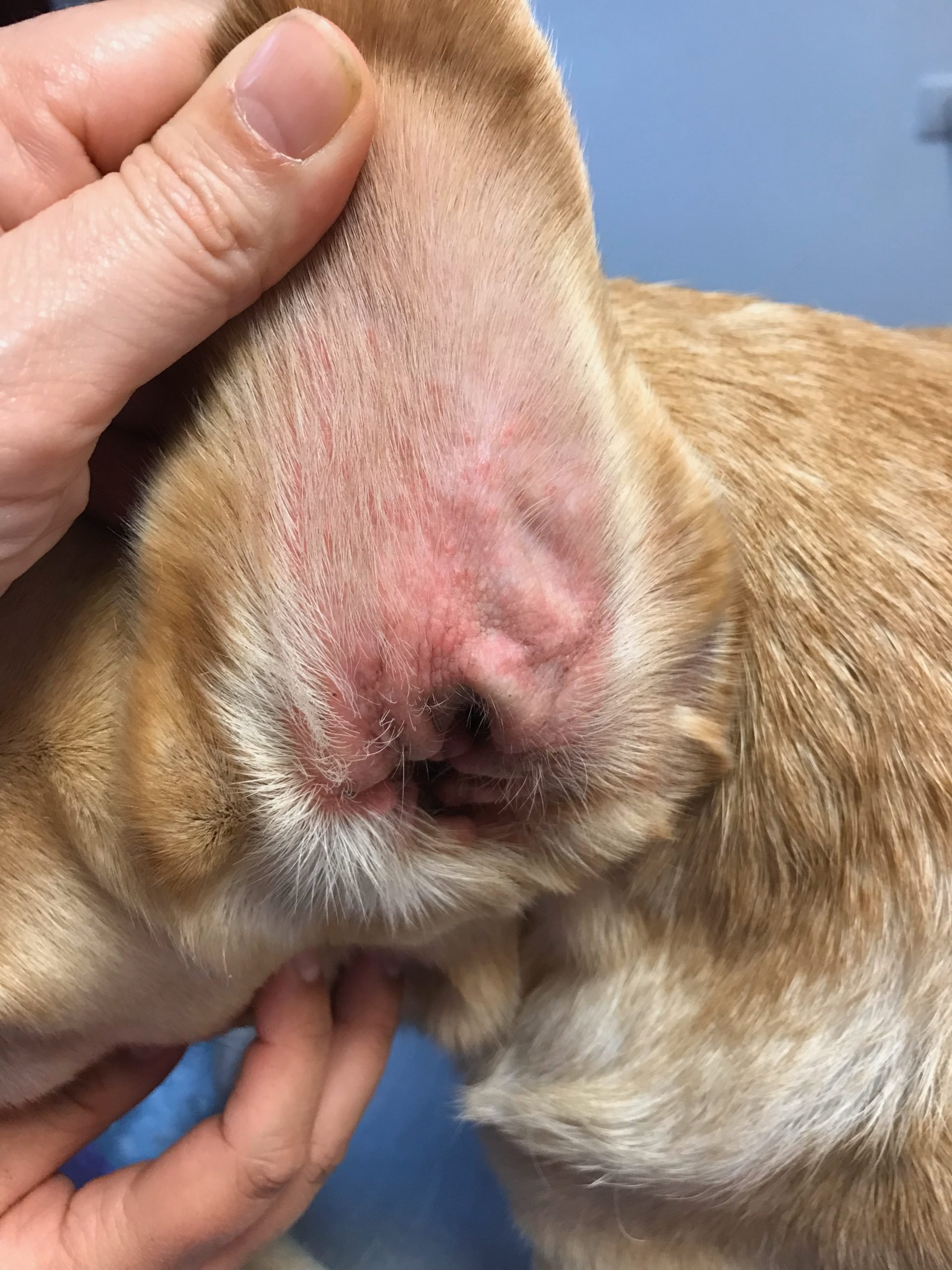 veterinaria dermatologa canina tenerife otitis 3 scaled