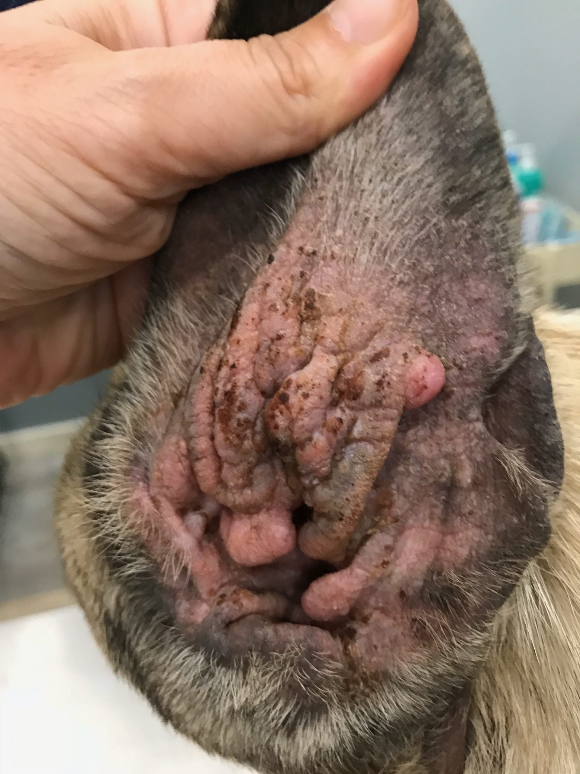 veterinaria dermatologa canina tenerife otitis 4 scaled