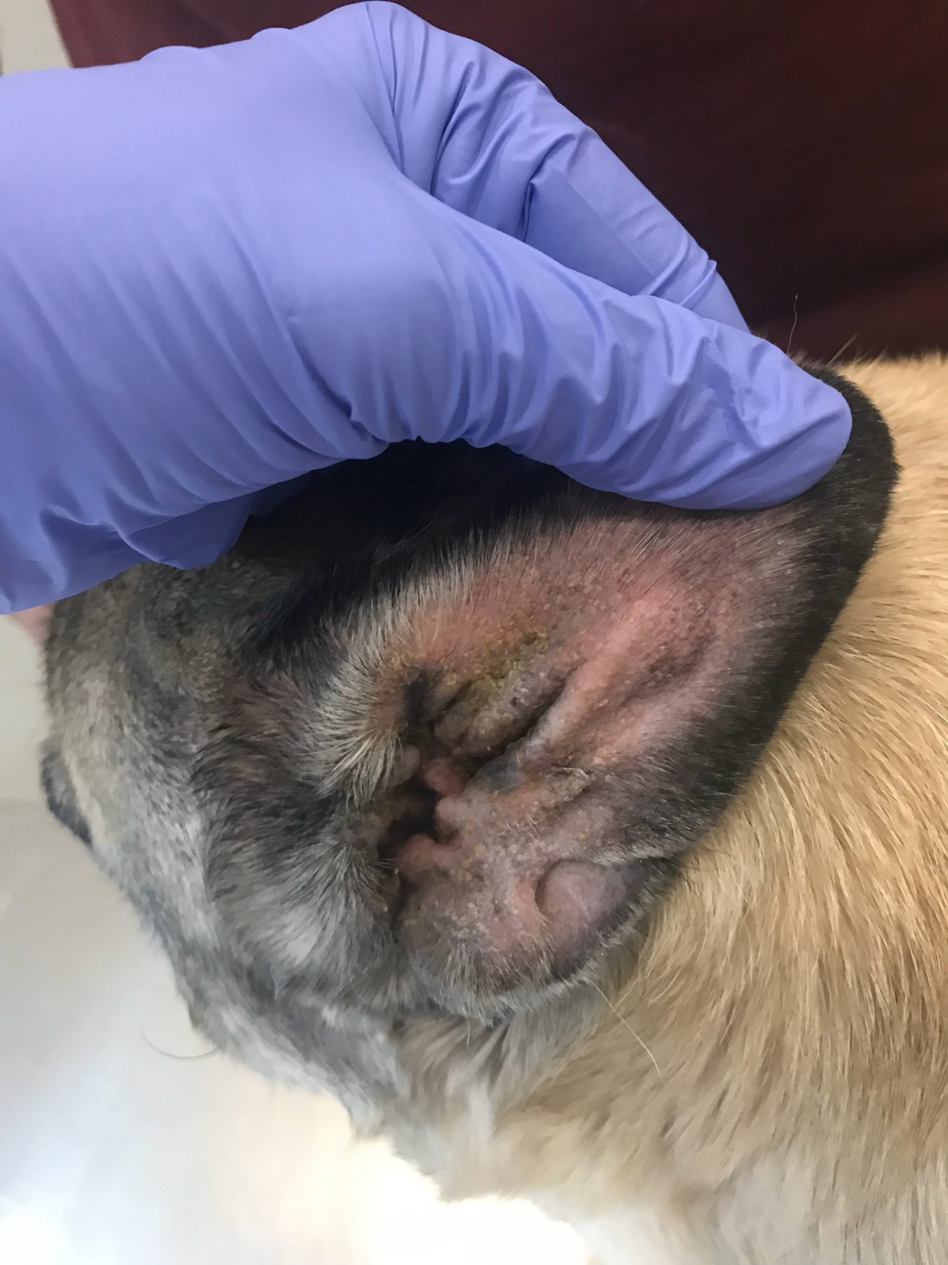 veterinaria dermatologa canina tenerife otitis 5 scaled