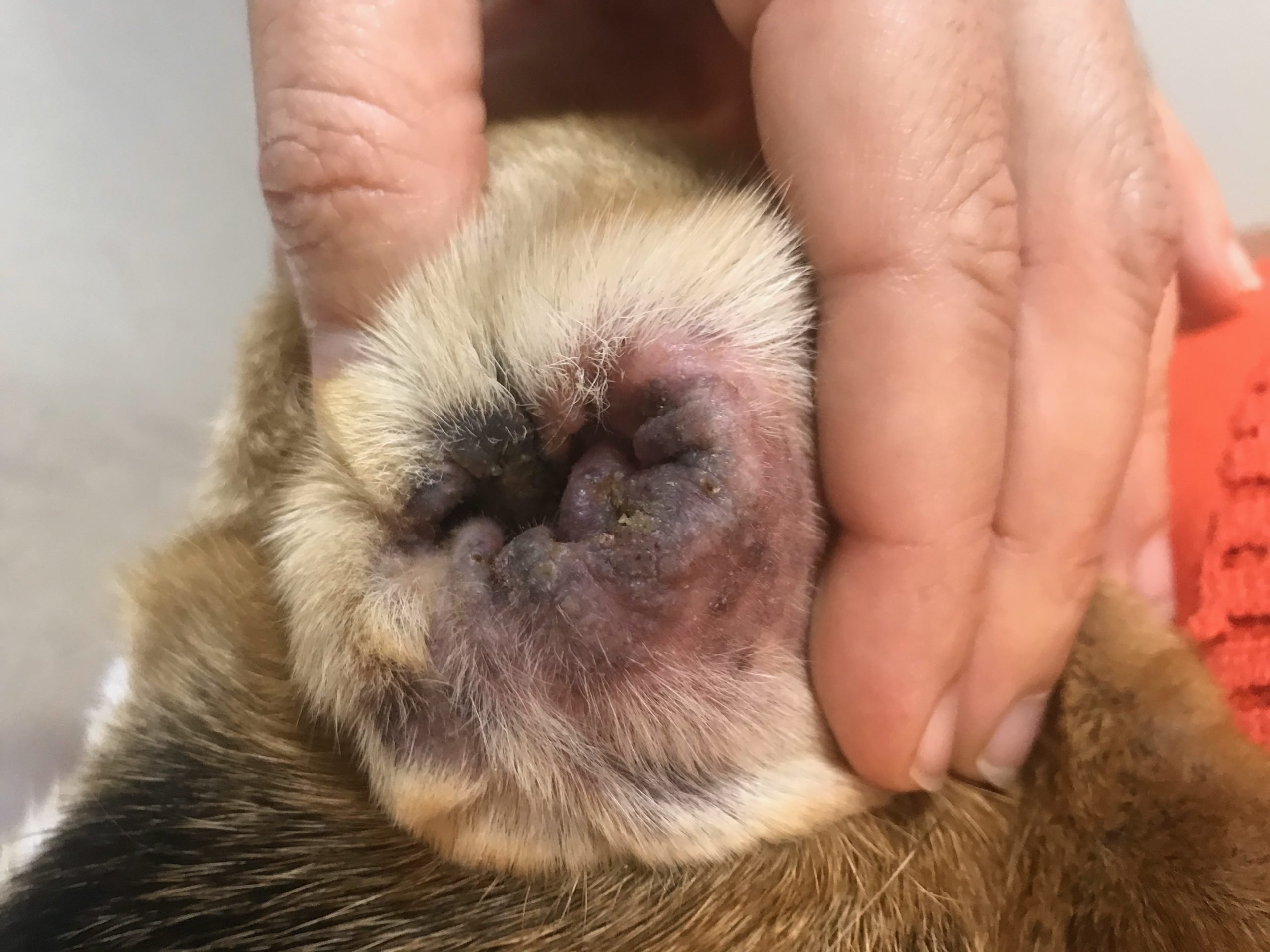veterinaria dermatologa canina tenerife otitis 6 scaled