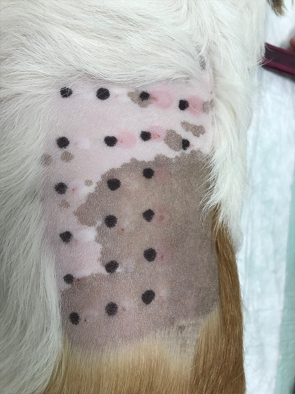 veterinaria dermatologa canina tenerife pruebas alergias 1OK2