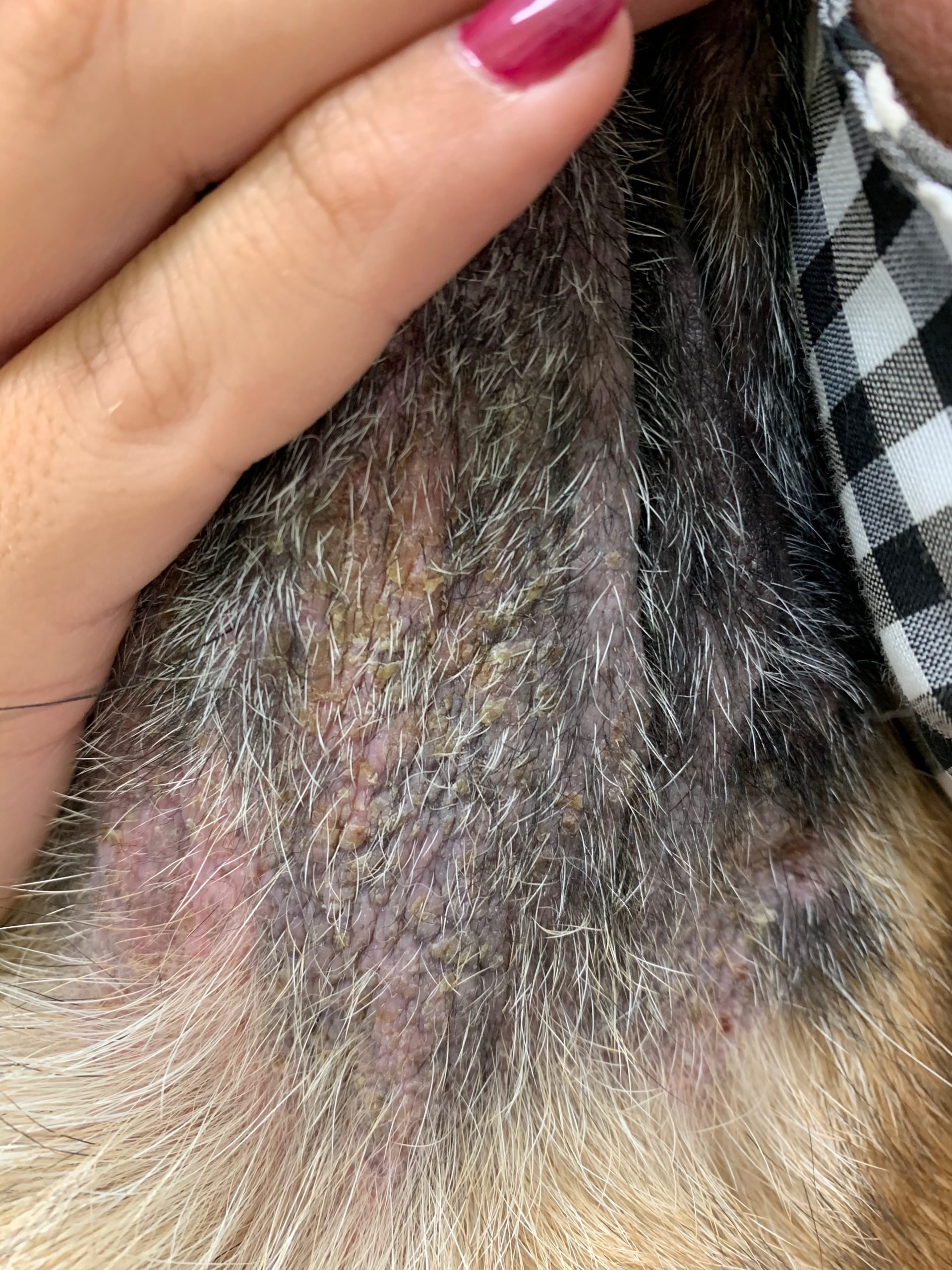 veterinaria dermatologa canina tenerife seborreas 1 scaled